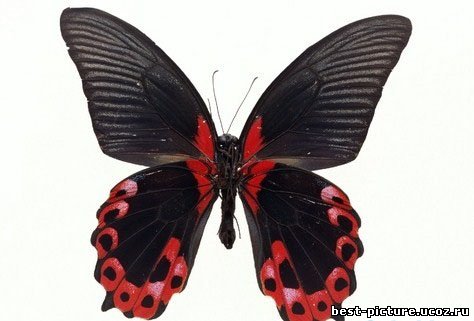 картинка Бабочки