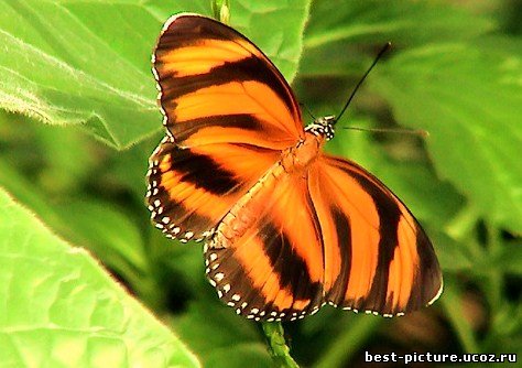 картинка Бабочки