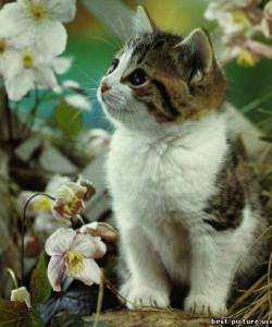 Кошки
