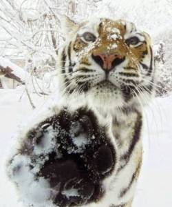 Кошки