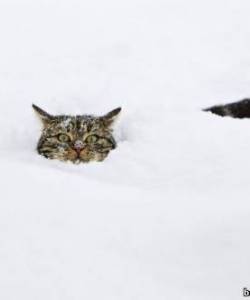 Кошки
