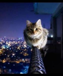 Кошки
