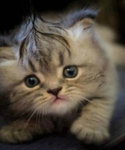 Кошки