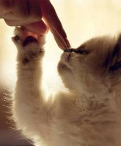 Кошки