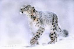 Кошки