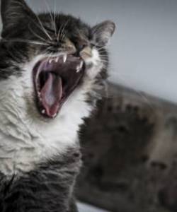 Кошки