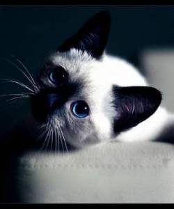 Кошки
