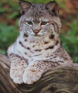 Кошки