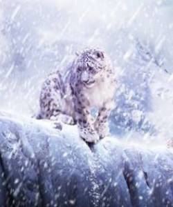 Кошки
