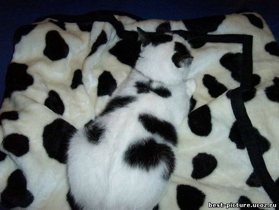 картинка Кошки