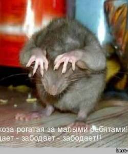 Текст